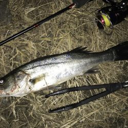 中アジ一本勝負